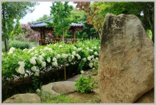 화명동 대천천 유아숲 목수국 핀 산책길 - ♣ ─ㆍㆍㆍ동물 , 식물 - 부산 도보여행 (풍경 속의 사람들) 화명동 대천천 유아숲 목수국 핀 산책길