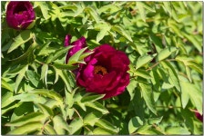 한시 한 수, 어현기(魚玄機)의 감춰진 그리움 - 화왕(花王), 모란... 한 수, 어현기(魚玄機)의 감춰진 그리움 - 화왕(花王), 모란[牧丹花]의 계절