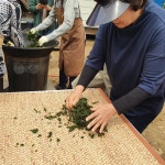 가평에서 뽕잎차 만들기 - 우리들의 이야기 - 한국차문화협회서울제2지부(동부) - 중랑구청다향회봉사 가평에서 뽕잎차 만들기