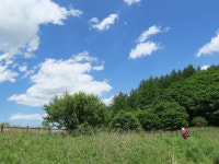 분주령 - ┌────[토요사진방] - 인천산사야 트레킹클럽(산과 사진...야생화 도보여행) 분주령