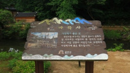 유구색동수국축제장과 마곡사~ ( 둘 ) 6.28 - ┌────[토요사진방]... 야생화 도보여행) 유구색동수국축제장과 마곡사~ ( 둘 ) 6.28