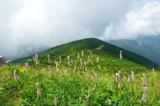 7월18일 토요도보 - 지리산 노고단 원추리&화엄사계곡 물놀이 - │ 　07/18 노고단원추리 - 인천산사야 트레킹클럽(산과 사진...야생화... 
