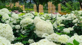 유구 수국정원과 마곡사 - ┌────[토요사진방] - 인천산사야 트레킹클럽(산과 사진...야생화 도보여행) 유구 수국정원과 마곡사