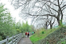 먹점재~ 활공장~대축마을~ 섬진강변 벚꽃길( 회원님들)... 야생화 도보여행) 먹점재~ 활공장~대축마을~ 섬진강변 벚꽃길( 회원님들)