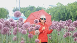 유구색동수국축제장& 마곡사 (하나 ) 6.28 - ┌────[토요사진방]... 야생화 도보여행) 유구색동수국축제장& 마곡사 (하나 ) 6.28