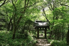 제주2일차 250708 - │　 진 　 [제주사진방] - 인천산사야 트레킹클럽(산과 사진...야생화 도보여행) 제주2일차 250708