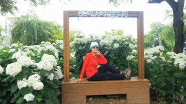 유구색동수국축제장& 마곡사 (하나 ) 6.28 - ┌────[토요사진방]... 야생화 도보여행) 유구색동수국축제장& 마곡사 (하나 ) 6.28