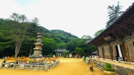 유구 수국정원과 마곡사 - ┌────[토요사진방] - 인천산사야 트레킹클럽(산과 사진...야생화 도보여행) 유구 수국정원과 마곡사