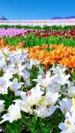 힐링 - 일반 게시판 - 원촌교41회 힐링