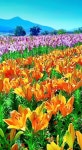 힐링 - 일반 게시판 - 원촌교41회 힐링
