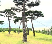 솔향이 풍긴다 - 갤러리(자연/풍경) - 심미포토 솔향이 풍긴다