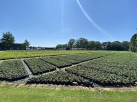 수도사가 최고 양조 책임자... 보기만 해도 환상적이었다 - ♤ 자 유 게 시 판 - 한국전통주연구소, Studio Sool 수도사가 최고 양조 책임자...... 