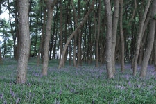 서천 솔바람길 맥문동 만개 9월1일 💕 - 🍎개인번개앨범사진방 - 서산 산어울림산악회 서천 솔바람길 맥문동 만개 9월1일 💕