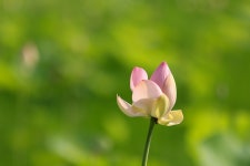 합덕제 개화25프로. - 🍎개인번개앨범사진방 - 서산 산어울림산악회 합덕제 개화25프로.