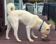 가출한 풍산개 진풍이를 찾습니다 (파란목줄, 내장칩, 구곡마을) - 부산/울산/경남 - 동물보호센터(강아지를찾습니다, 강아지 고양이 실종동물찾기)... 