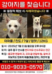 아롱이 (12kg,중형 진도견) 찾습니다 - 광주/전남 - 동물보호센터(강아지를찾습니다, 강아지 고양이 실종동물찾기) 아롱이 (12kg,중형 진도견)... 