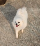 하얀색 폼피츠 포코를 찾아주세요 - 청주/충북 - 동물보호센터(강아지를찾습니다, 강아지 고양이 실종동물찾기) 하얀색 폼피츠 포코를 찾아주세요