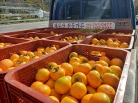 꼬마땡감 직거래 - 대둔산 흑곶감 판매(택배) - 대둔산 천등가든민박 꼬마땡감 직거래