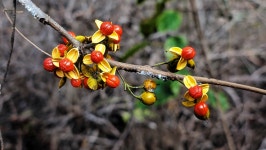 가사령 : 2025-11-16 - 낙동정맥 ([洛東正脈]) - 누리사랑의... 낙동정맥 10/20구간 19-10,18-09 피나무재. 간장현. 가사령 : 2025-11-16