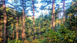 낙동정맥 07/20구간 19-09 아랫삼승령-독경산-맹동산-임도삼거리-하삼의 : 2025-11-02 - 낙동정맥 ([洛東正脈]) - 누리사랑의 산이야기... 