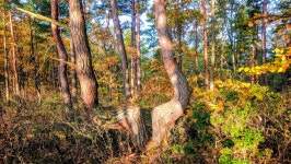 낙동정맥 07/20구간 19-09 아랫삼승령-독경산-맹동산-임도삼거리-하삼의 : 2025-11-02 - 낙동정맥 ([洛東正脈]) - 누리사랑의 산이야기... 