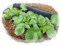 모두의 정성과 관심이 모여 [새로 태어난 예쁨 농장] - ♬[신입-입학정보] - 예쁨유치원 예쁨유치원