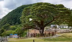 솔고개 소나무 (영월군 산솔면 녹전리||| 공항의 이별- 문주란||| 허공속의 그 약속 - 폰앨범 - 하양허씨문경공파종친회 솔고개 소나무 (영월군... 