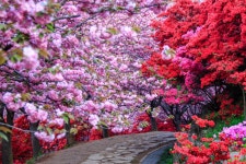 4월 22일(수) 전주 완산공원 겹벚꽃 & 고덕산 산행 - 수요 정기산행 신청방 - 여수 순천 광양 크리스탈 산악회 여수 순천 광양 크리스탈 산악회