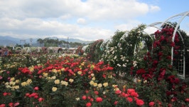 제164차 가조M투어 정기여행 참고 - 정기여행안내&예약 - 가조M투어 (가조산악회) 제164차 가조M투어 정기여행 참고