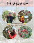 감홍사과 ＜주문은 농장주 직접문의＞ 문경사과축제참여 - 사과 공지 사항 - 산골농원 - 문경약돌사과 감홍사과 ＜주문은 농장주 직접문의... 