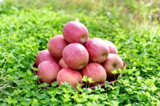 2023 감홍 - 카페 앨범 - 산골농원 - 문경약돌사과 2023 감홍