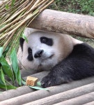 간식을 위해 큰 대구리로 열심히 파고드는 푸바오 - 악플달면 쩌리쩌려버려 - ＊여성시대＊ 차분한 20대들의 알흠다운 공간 간식을 위해 큰... 