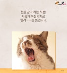 내가 쓰담쓰담해줄때마다 고양이가 하품을 해..그냥 졸려서 그런걸까? - 악플달면 쩌리쩌려버려 - ＊여성시대＊ 차분한 20대들의 알흠다운 공간... 