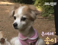 [동물농장] 강아지를 사랑한 토끼와 츤데레 강아지 송이 - 악플달면... 알흠다운 공간 [동물농장] 강아지를 사랑한 토끼와 츤데레 강아지 송이