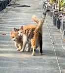 [고양이] 농장 고양이들 행복해보야 - 악플달면 쩌리쩌려버려 - ＊여성시대＊ 차분한 20대들의 알흠다운 공간 [고양이] 농장 고양이들 행복해보야