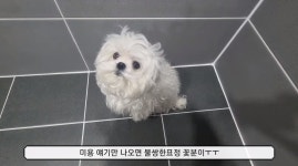 미용 스트레스가 심하다는 꽃분이 (구성환네 강아지) - 악플달면 쩌리쩌려버려 - ＊여성시대＊ 차분한 20대들의 알흠다운 공간 미용 스트레스가... 