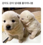 강아도 강아 냄새를 좋아하나 봄.jpg - 악플달면 쩌리쩌려버려 - ＊여성시대＊ 차분한 20대들의 알흠다운 공간 강아도 강아 냄새를 좋아하나... 