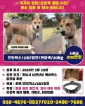 남한산성에서 사라진 진도믹스 강아지 하루를 찾습니다 - 악플달면 쩌리쩌려버려 - ＊여성시대＊ 차분한 20대들의 알흠다운 공간 남한산성에서... 