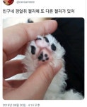 사람들이 잘 모르는 강아지 발바닥의 비밀 - 악플달면 쩌리쩌려버려... 차분한 20대들의 알흠다운 공간 사람들이 잘 모르는 강아지 발바닥의 비밀