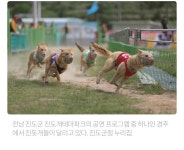 진돗개의 불행은 진도에서 시작된다 - 악플달면 쩌리쩌려버려 - ＊여성시대＊ 차분한 20대들의 알흠다운 공간 진돗개의 불행은 진도에서 시작된다