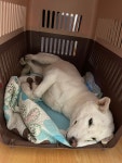 화산귀환 즌2가 강쥐들에게 미치는 영향.. - 악플달면 쩌리쩌려버려... 차분한 20대들의 알흠다운 공간 화산귀환 즌2가 강쥐들에게 미치는 영향..