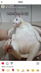 몸 불편한 고양이 영상에 악플 단 남배우 해명글.jpg - 악플달면 쩌리쩌려버려 - ＊여성시대＊ 차분한 20대들의 알흠다운 공간 몸 불편한... 