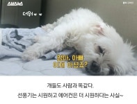 강아지, 고양이도 선풍기 바람을 시원해할까? (시원하다고 함!!) - 악플달면 쩌리쩌려버려 - ＊여성시대＊ 차분한 20대들의 알흠다운 공간 강아지... 