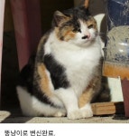 스트릿출신 고양이관찰 유튜브 채널별 비주얼담당 3대장.jpg - 악플달면 쩌리쩌려버려 - ＊여성시대＊ 차분한 20대들의 알흠다운 공간... 