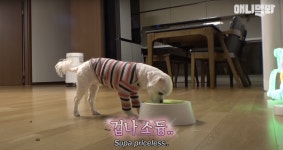 견공계의 isfj 동이 - 악플달면 쩌리쩌려버려 - ＊여성시대＊ 차분한 20대들의 알흠다운 공간 견공계의 isfj 동이