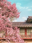 이번주내로 창덕궁에 가야하는 이유 - 악플달면 쩌리쩌려버려 - ＊여성시대＊ 차분한 20대들의 알흠다운 공간 이번주내로 창덕궁에 가야하는 이유