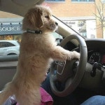 초보운전 프사하기 좋은 짤 - └ 짤방백과(콧멍으로편입) - ＊여성시대＊ 차분한 20대들의 알흠다운 공간 초보운전 프사하기 좋은 짤