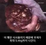 장발장 : 난 빵 하나를 훔쳤을 뿐이오 - 악플달면 쩌리쩌려버려 - ＊여성시대＊ 차분한 20대들의 알흠다운 공간 장발장 : 난 빵 하나를 훔쳤을 뿐이오