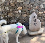 배우 설인아 반려견 줄리 인스타그램 사진.jpg - 악플달면 쩌리쩌려버려 - ＊여성시대＊ 차분한 20대들의 알흠다운 공간 배우 설인아 반려견... 