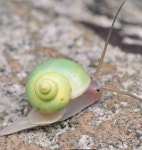 포켓몬 같이 생긴 에메랄드 달팽이 - 악플달면 쩌리쩌려버려 - ＊여성시대＊ 차분한 20대들의 알흠다운 공간 포켓몬 같이 생긴 에메랄드 달팽이